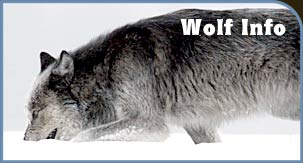 Wolf Info