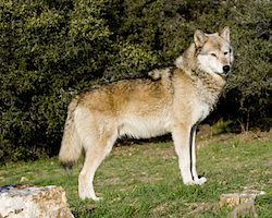 Image of a wolf at the California Wolf Center