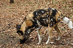 Image of an African Wild Dog