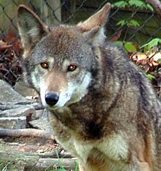 Image of a wolf at the Knoxville Zoological Gardens