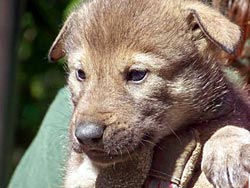 Image of a Red Wolf pup