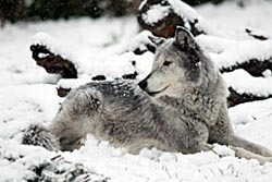 Image of a wolf