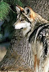 Image of a Mexican Wolf