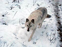 Image of a wolf at the Rosamond Gifford Zoo