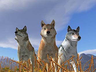 Screenshot of three wolves