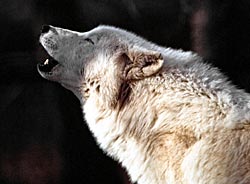 Image of a wolf