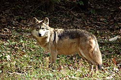 Image of Mexican Gray Wolf