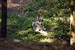 Image of Mexican Gray Wolf