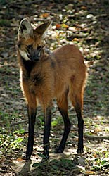 Image of a Maned Wolf