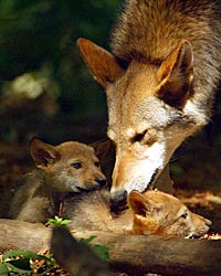 Image of a Red Wolf