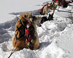 Image of sled dogs
