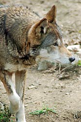 Image of a wolf at the Knoxville Zoological Gardens