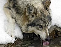 Image of a wolf drinking