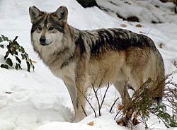 Image of a wolf during the winter