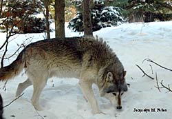 Image of a wolf: Orion